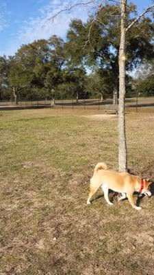 Lexington Terrace Dog Park